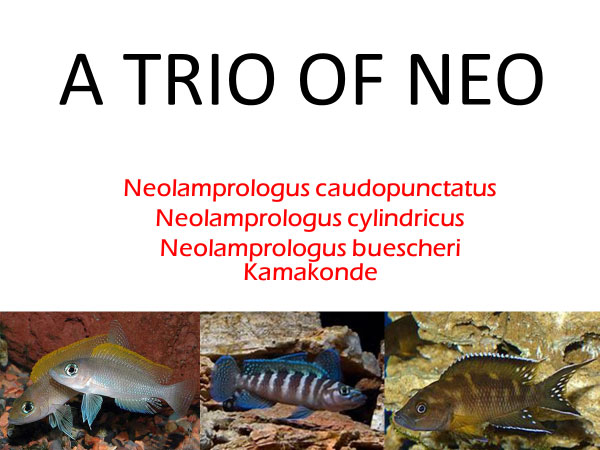 Neolamprologus caudopunctatus, cylindricus and buescheri Kamakonde