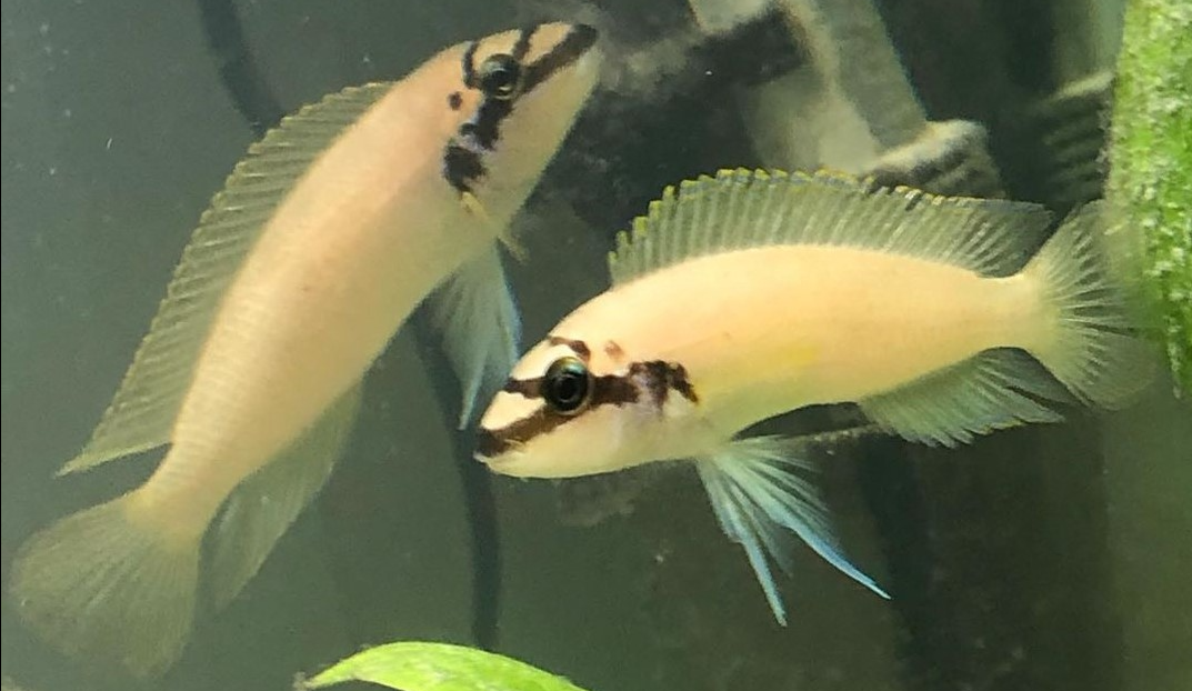 chalinochromis brichardi